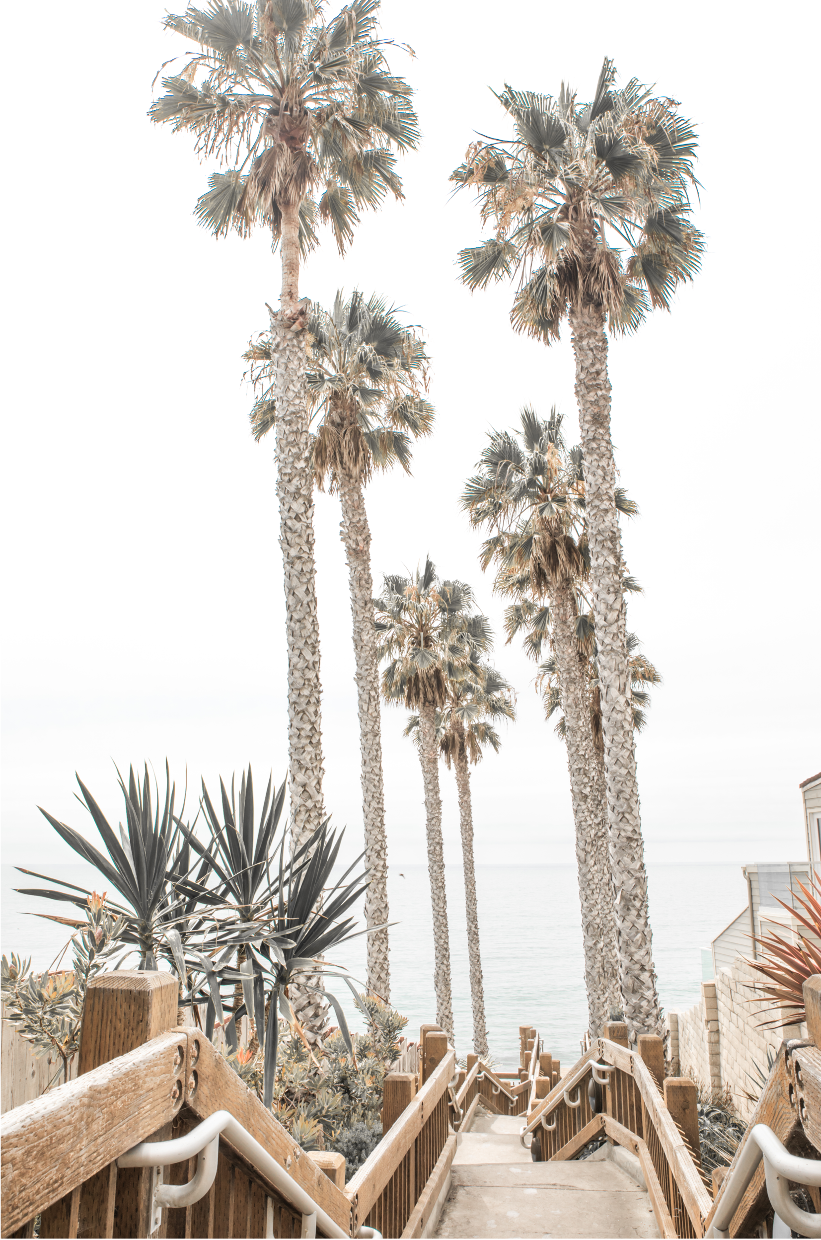 Palm Trees – Salt Creek Prints
