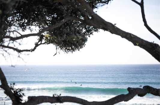 An ocean view reveals surfers on gentle waves, with a white bird soaring. Tree branches provide a natural, rustic foreground to the serene scene, taken at a beach in Del Mar, San Diego.