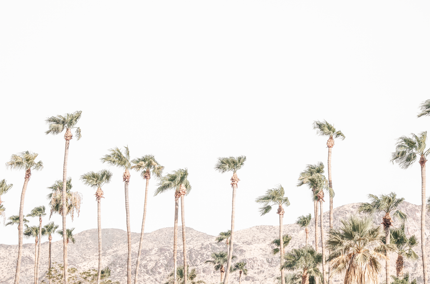 Landscape coastal photography showing a wide expanse of palm trees in Palm Springs with hazy mountains in the background. A minimalist palm tree print.