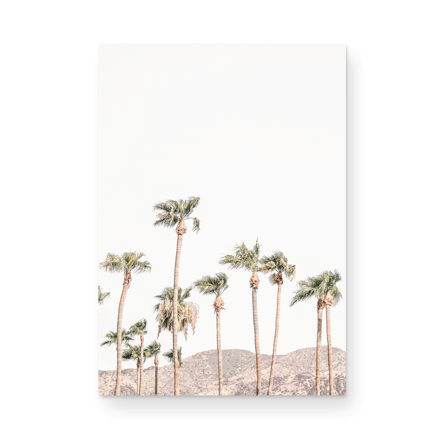 Landscape coastal photography showing a vertical expanse of palm trees in Palm Springs with hazy mountains in the background. A minimalist palm tree print. Photograph in minimalist mock up.