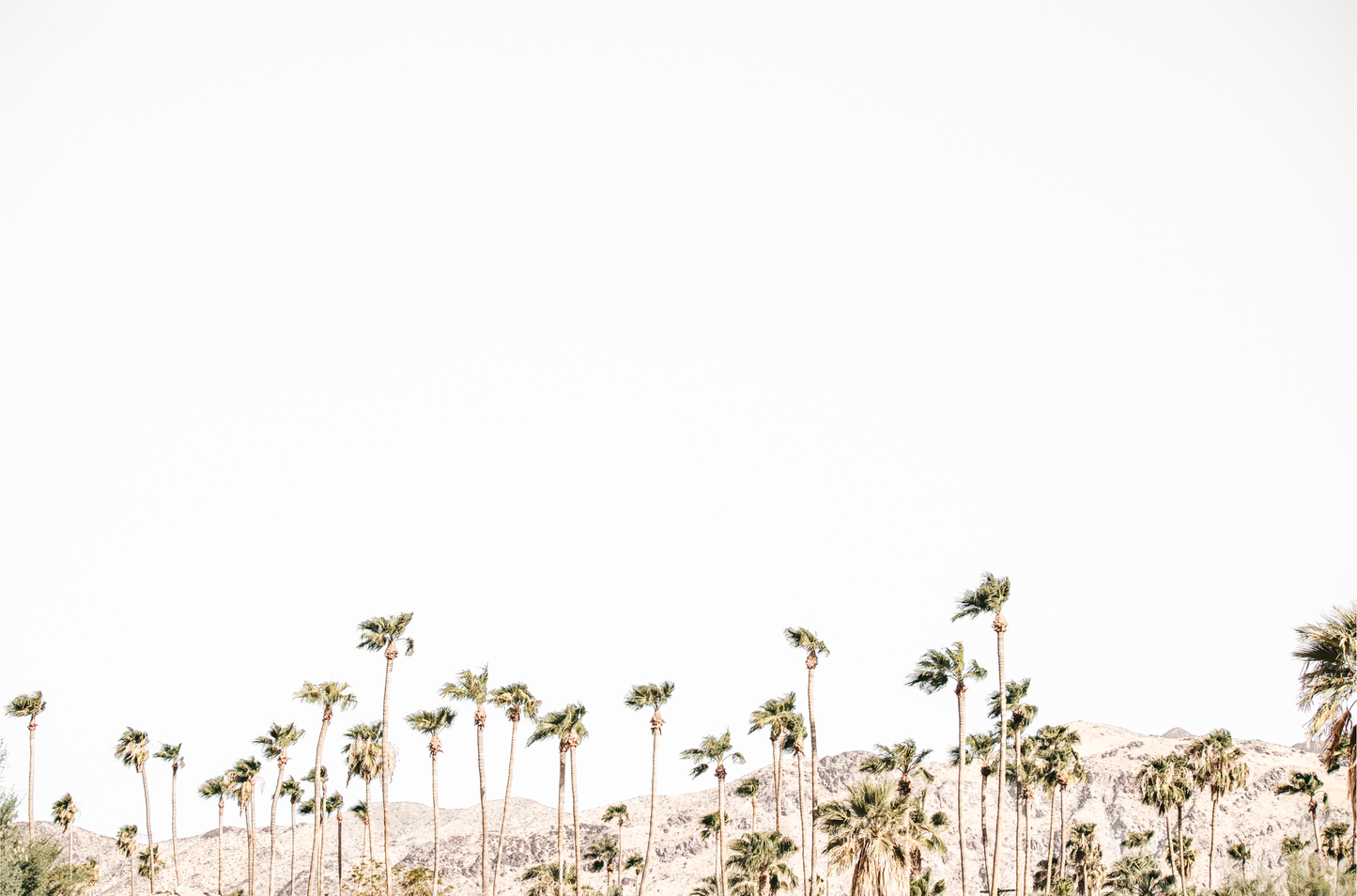 Landscape coastal photography showing a wide expanse of palm trees in Palm Springs with hazy mountains in the background. A minimalist palm tree print.