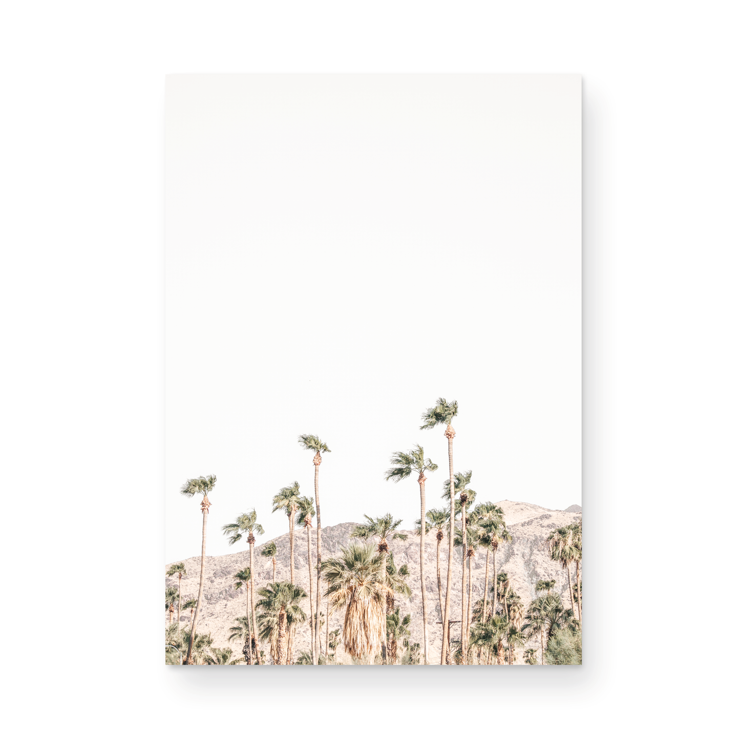 Vertical coastal photography showing a wide expanse of palm trees in Palm Springs with hazy mountains in the background. A minimalist palm tree print. Photograph in minimalist mock up.