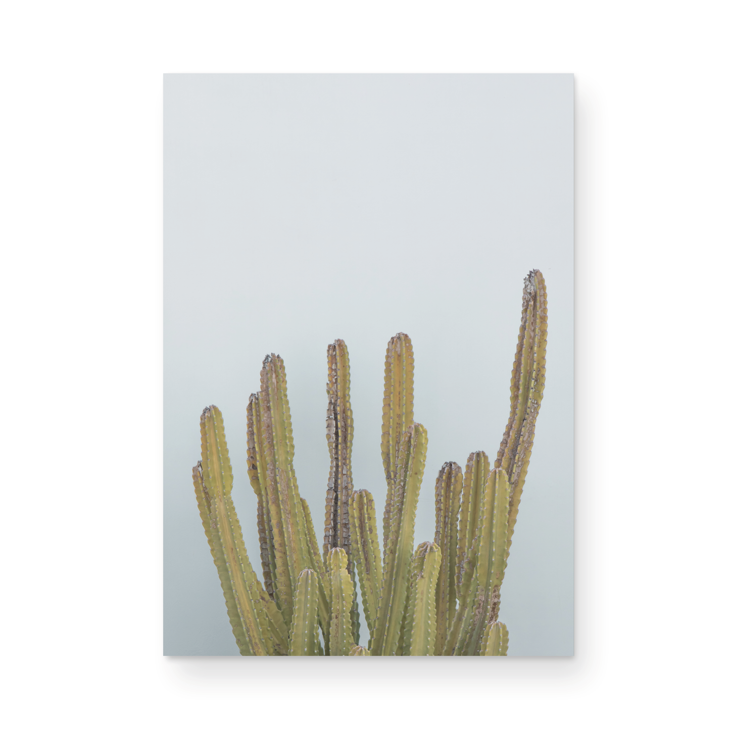 Vertical minimalist art print of a striking green cactus against a plain pale blue sky background, offering a unique element for tropical decor or minimalist art. Photograph in minimalist mock up.