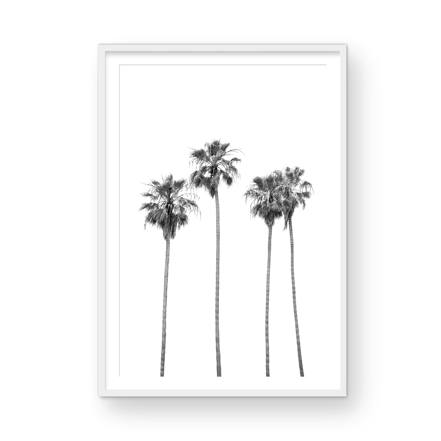Palms 4853