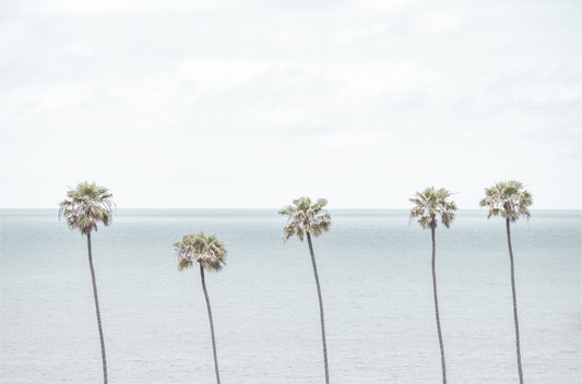Coastal Encinitas photography featuring a row of palm trees along the coastline. Photograph in minimalist mock up.
