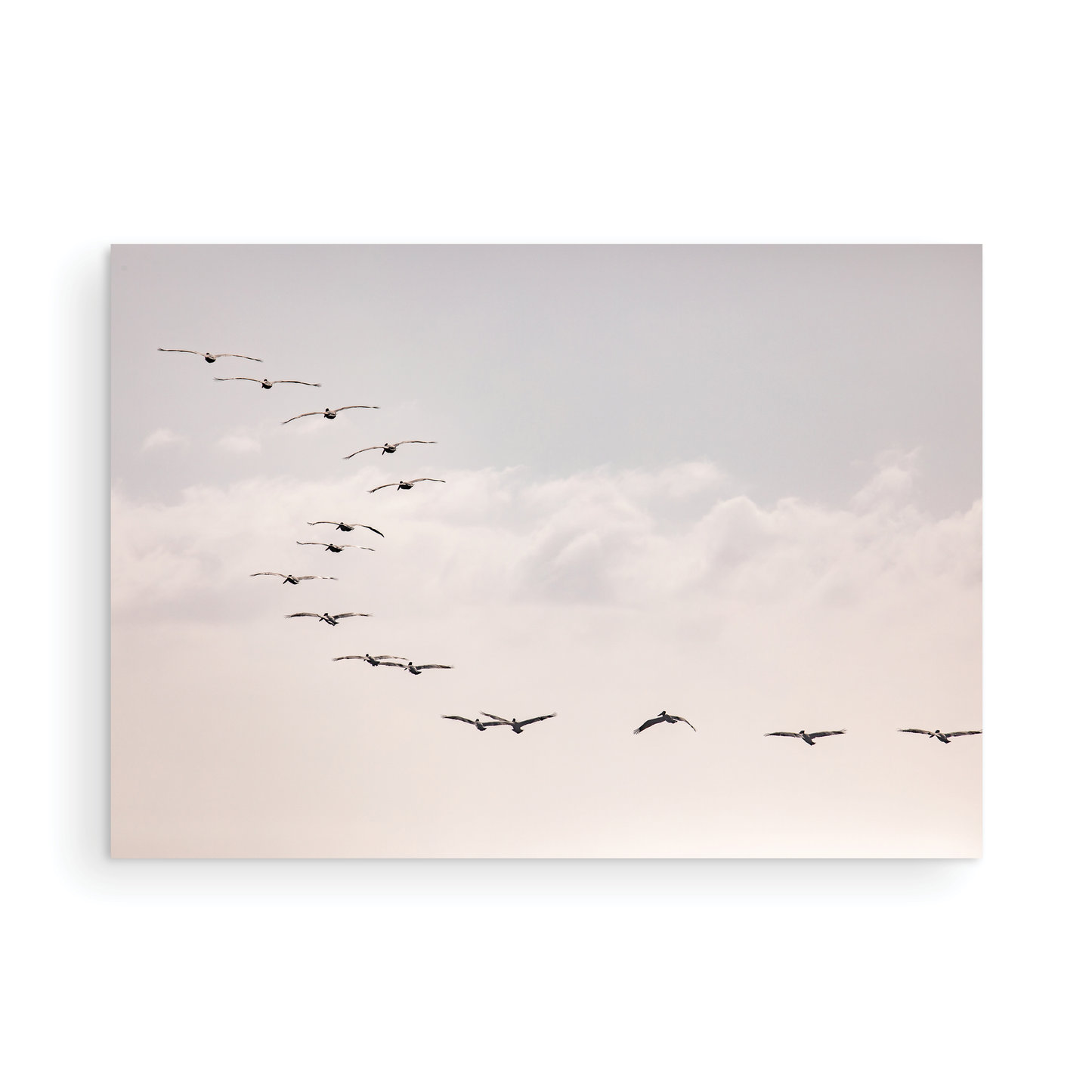 Birds at Sunset 5319