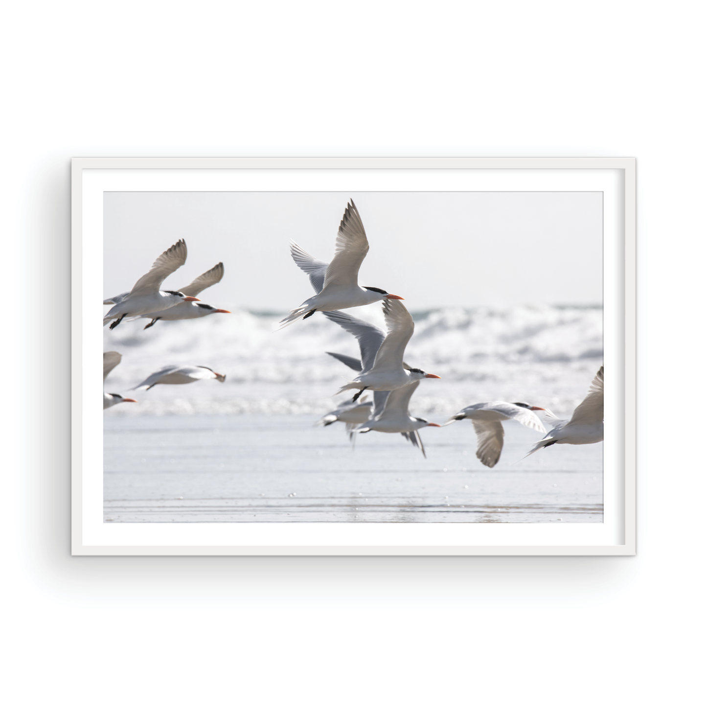 Birds in Flight 5280