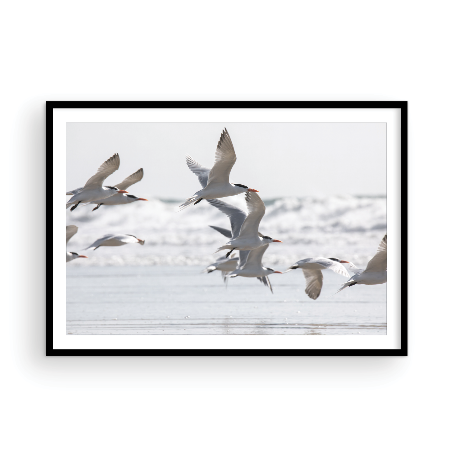 Birds in Flight 5280