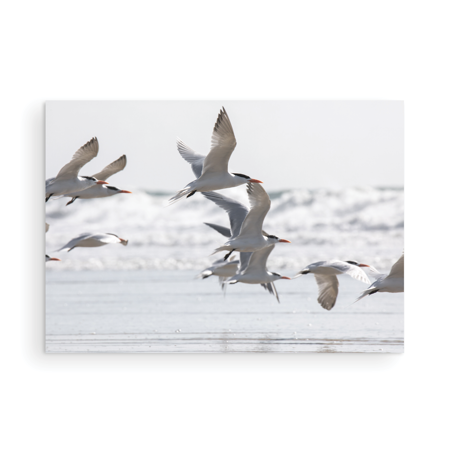 Birds in Flight 5280