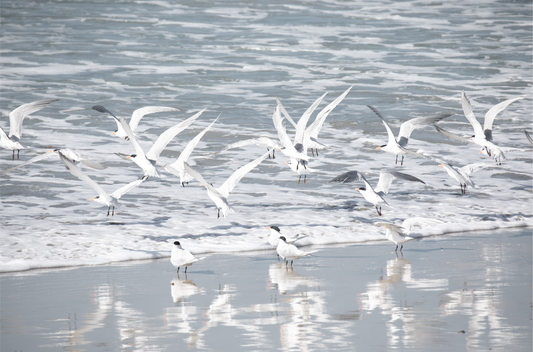 Birds in Surf 5038