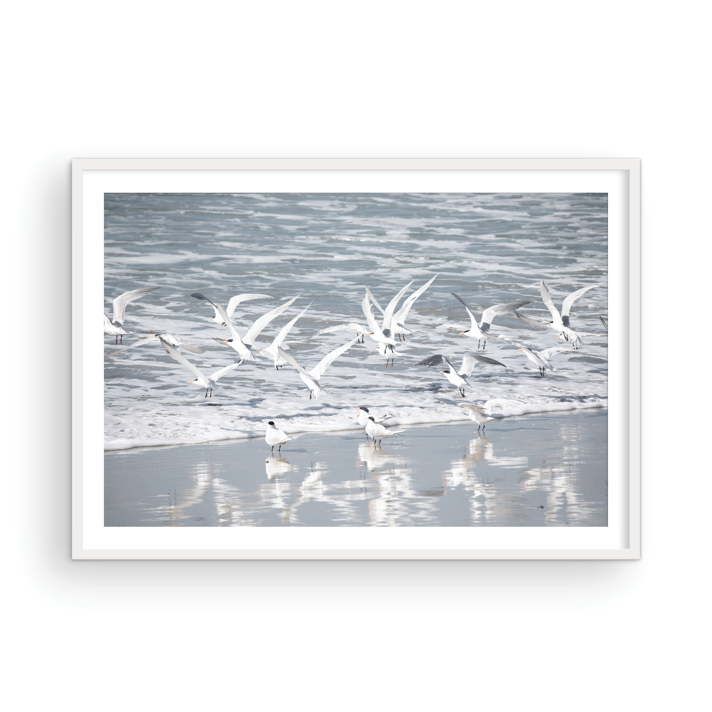 Birds in Surf 5038