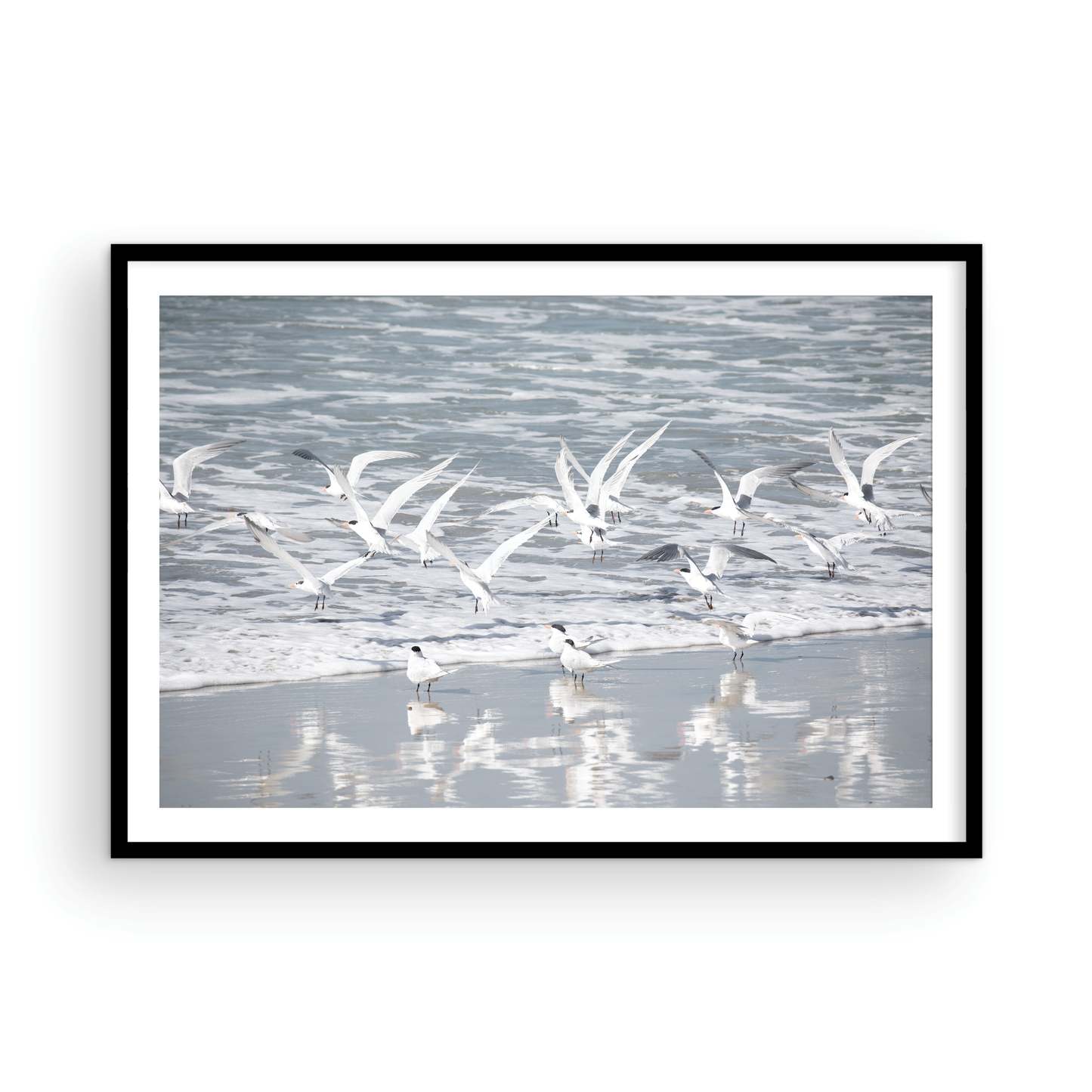Birds in Surf 5038