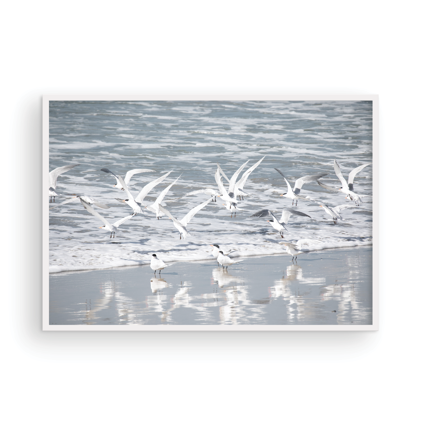 Birds in Surf 5038
