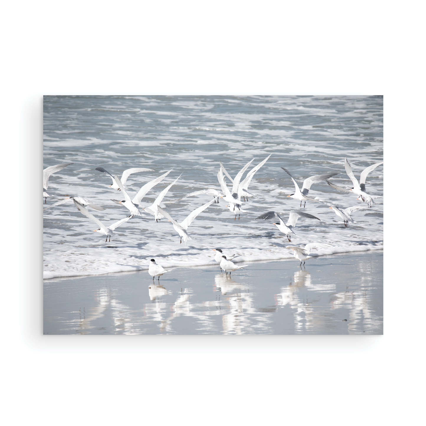 Photography by Kim Dybczak of: Birds in Surf 5038