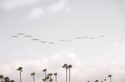 Birds over Palms 5301