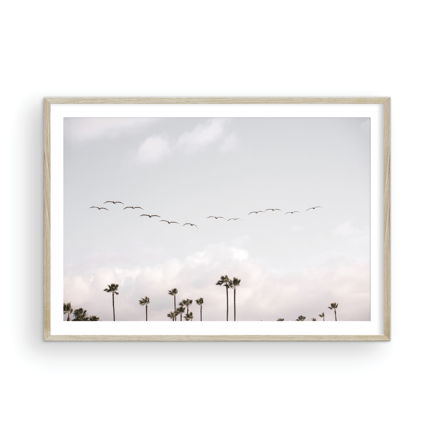 Birds over Palms 5301
