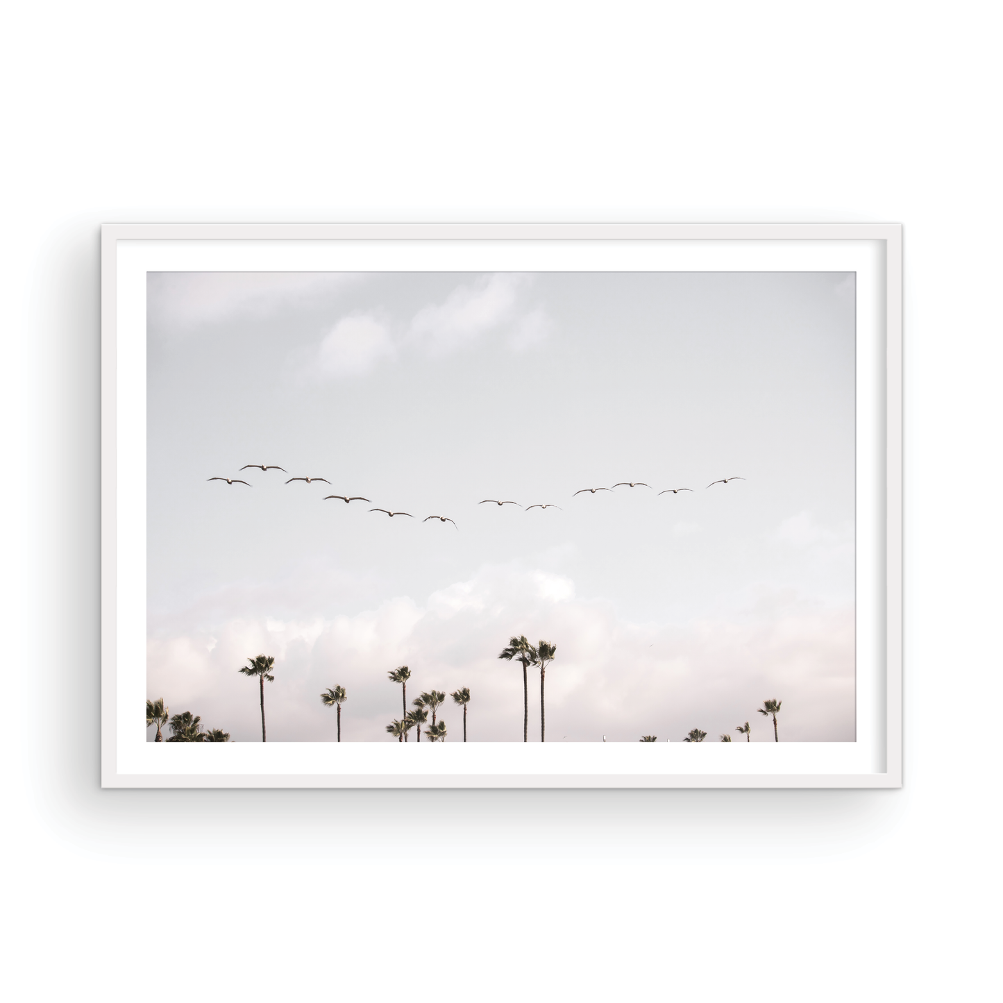 Birds over Palms 5301