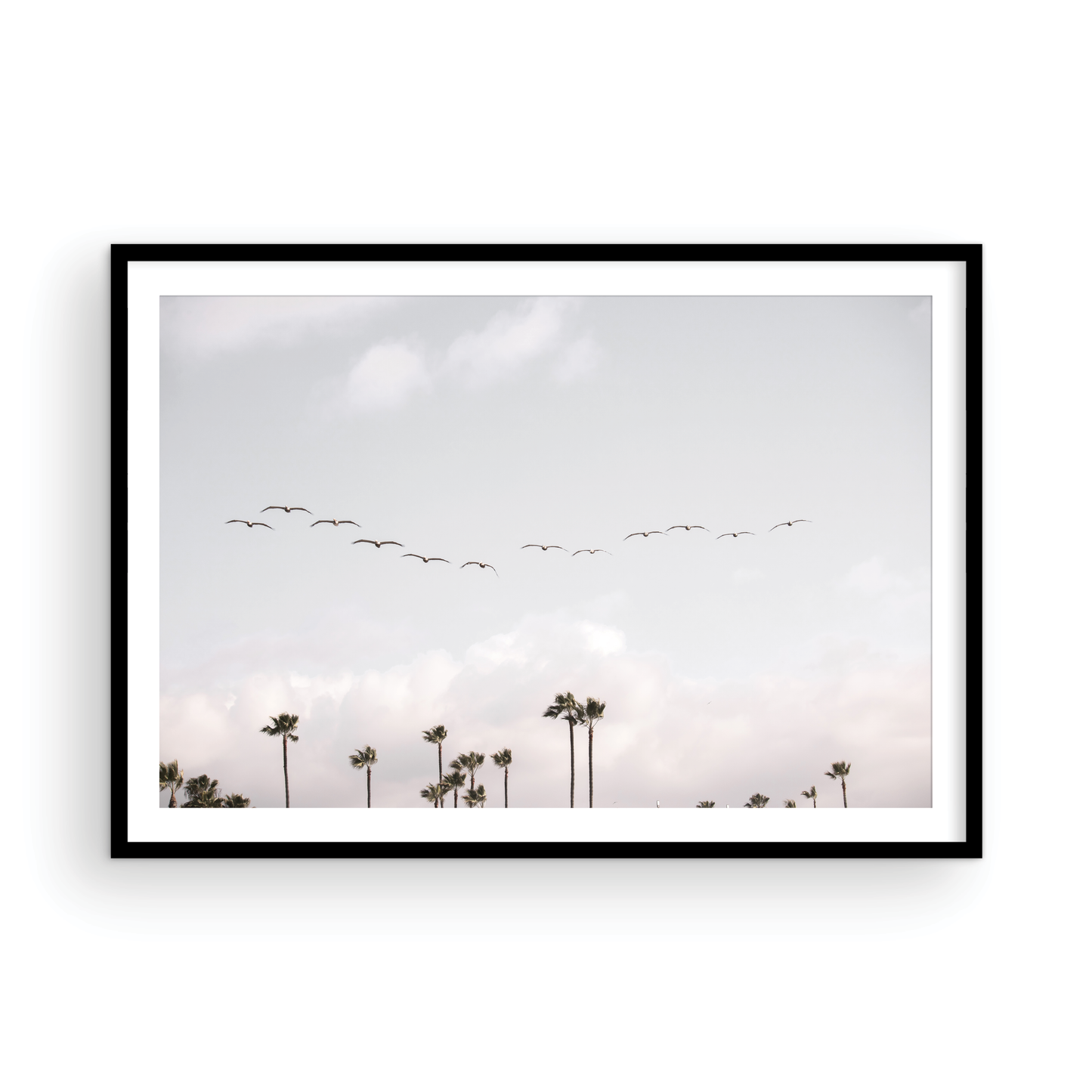 Birds over Palms 5301