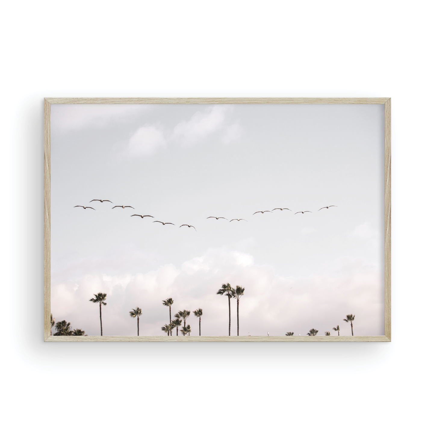 Birds over Palms 5301