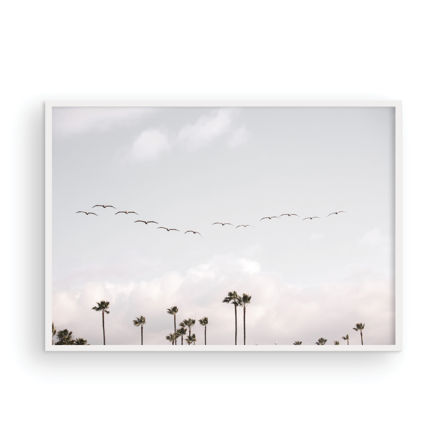Birds over Palms 5301