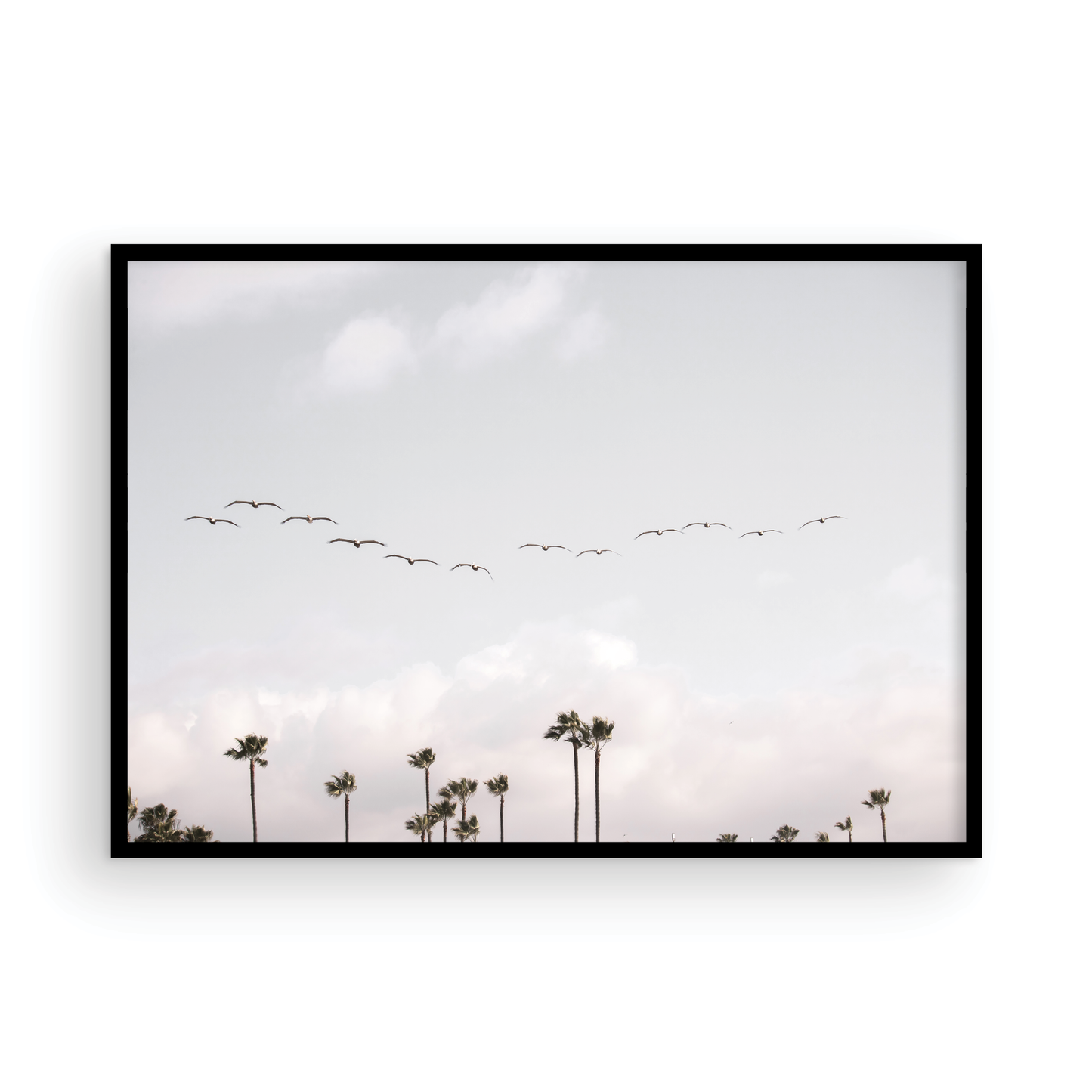 Birds over Palms 5301