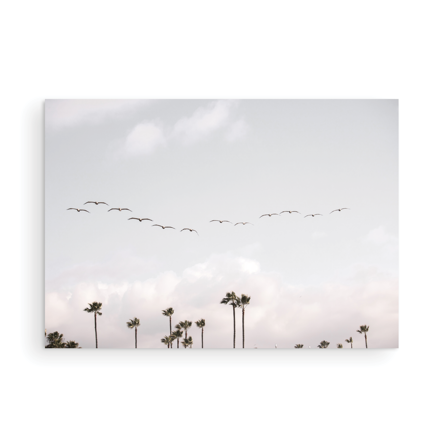 Birds over Palms 5301
