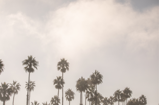 Landscape tropical print of multiple palm trees silhouetted against a cloudy or foggy sky, conveying a tranquil, coastal vibe. Photograph in minimalist mock up.