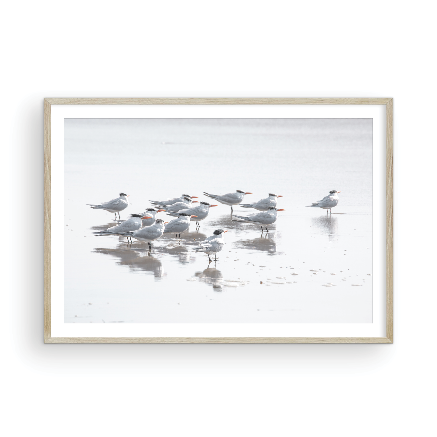 Shore Birds 5263
