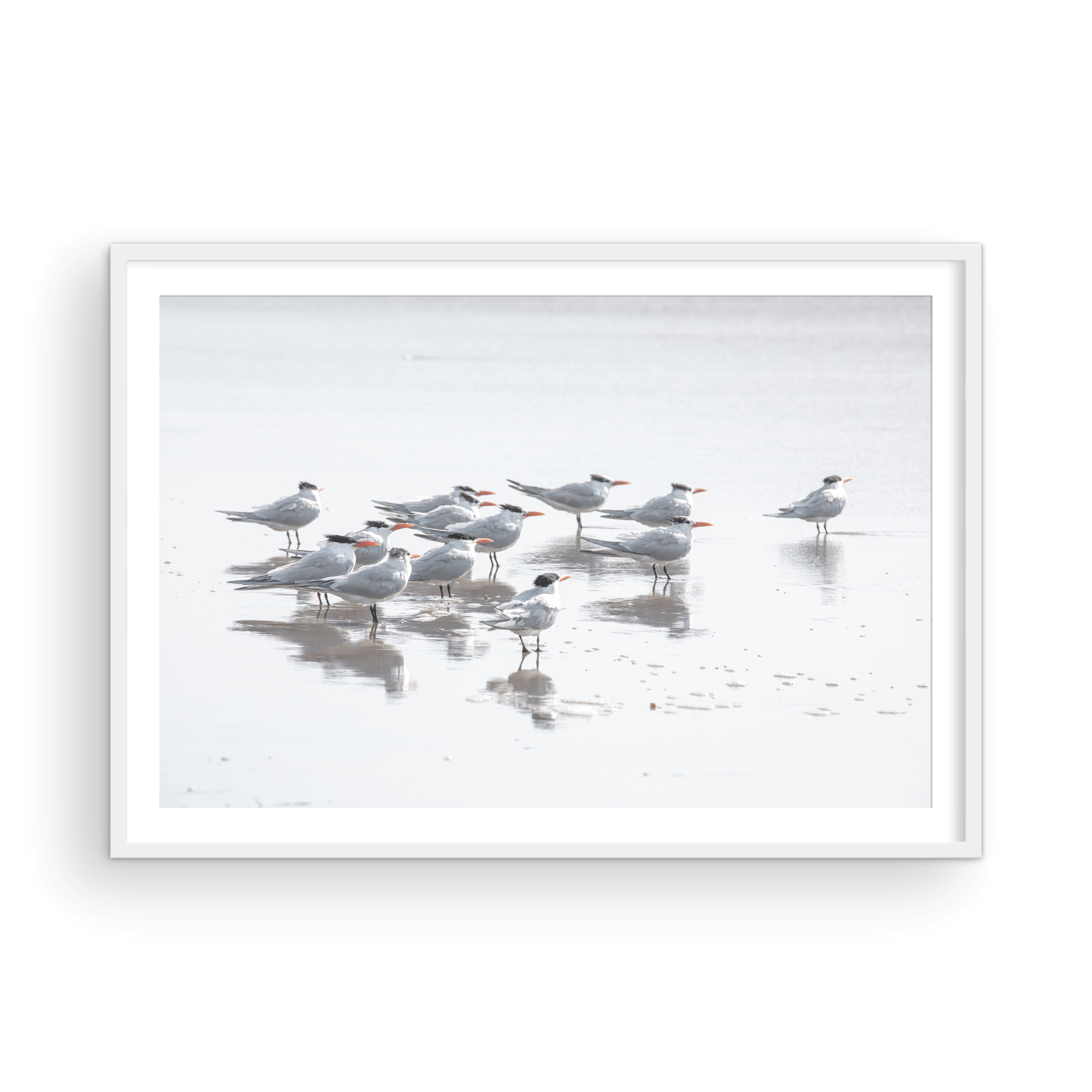 Shore Birds 5263
