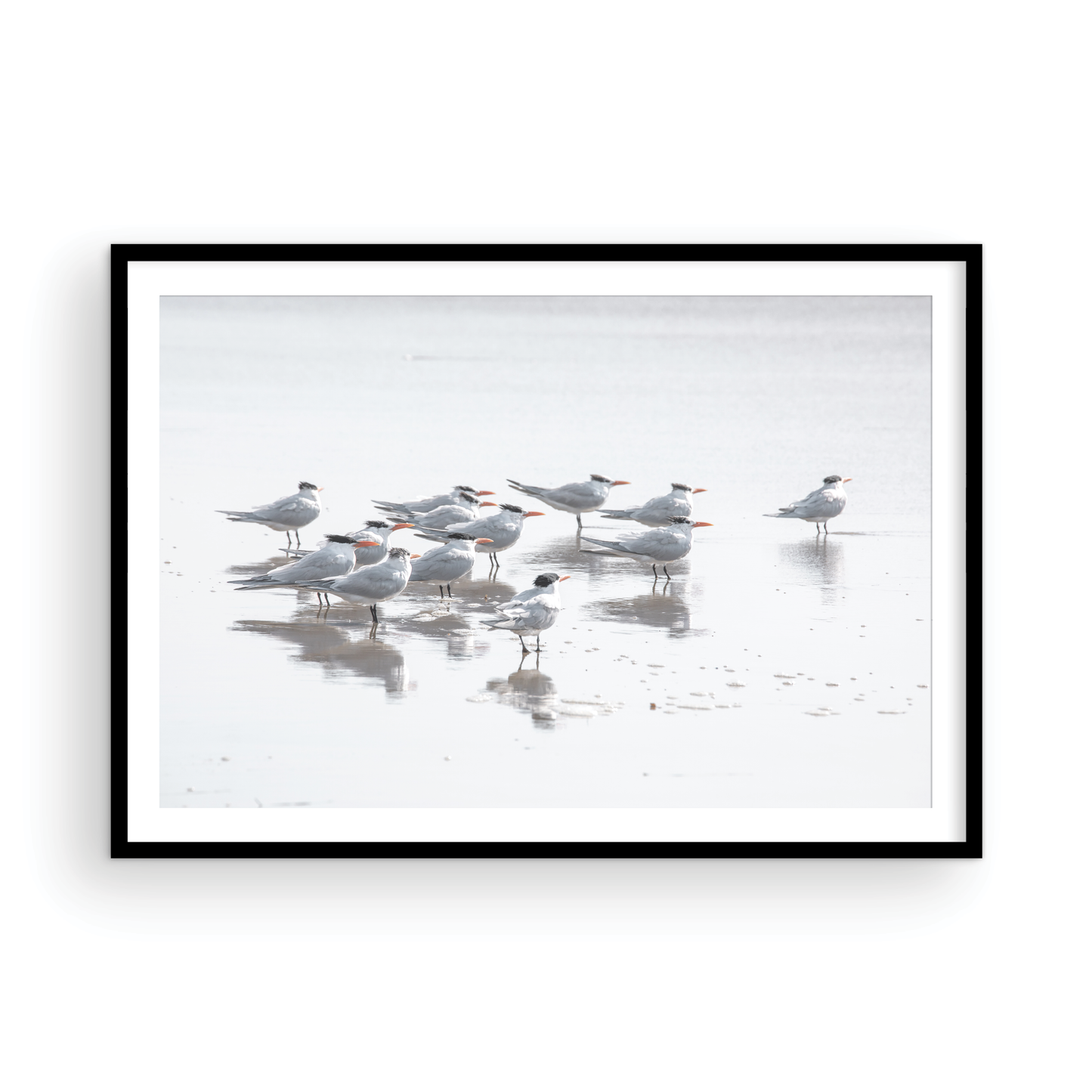 Shore Birds 5263
