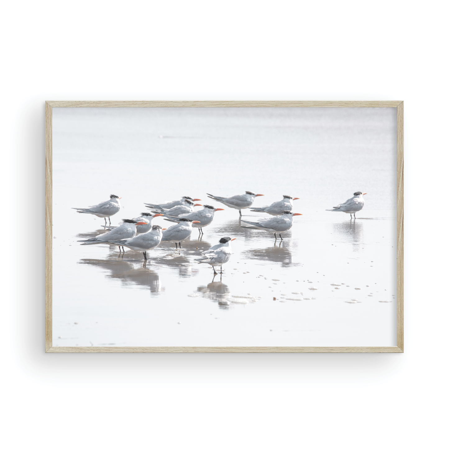 Shore Birds 5263