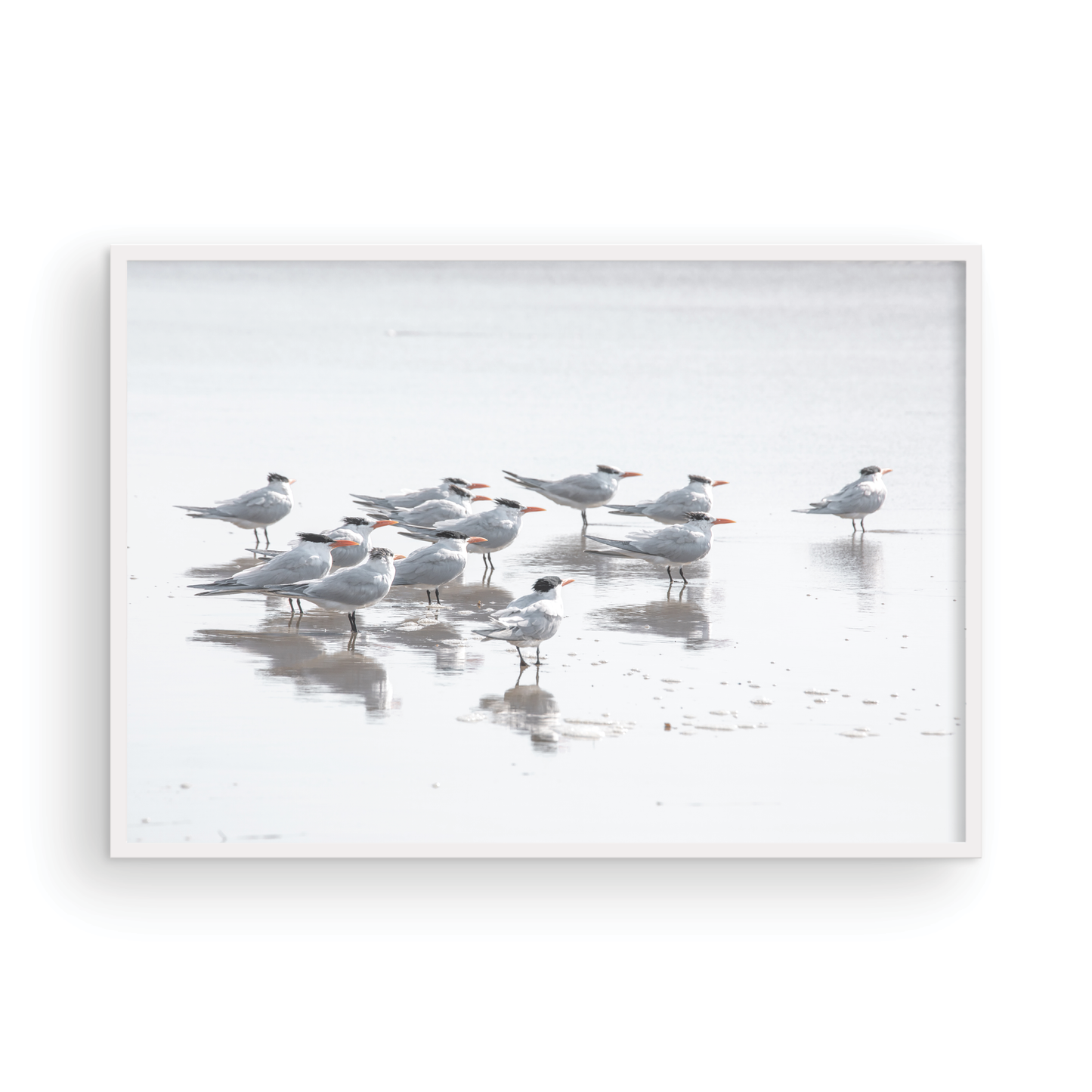 Shore Birds 5263