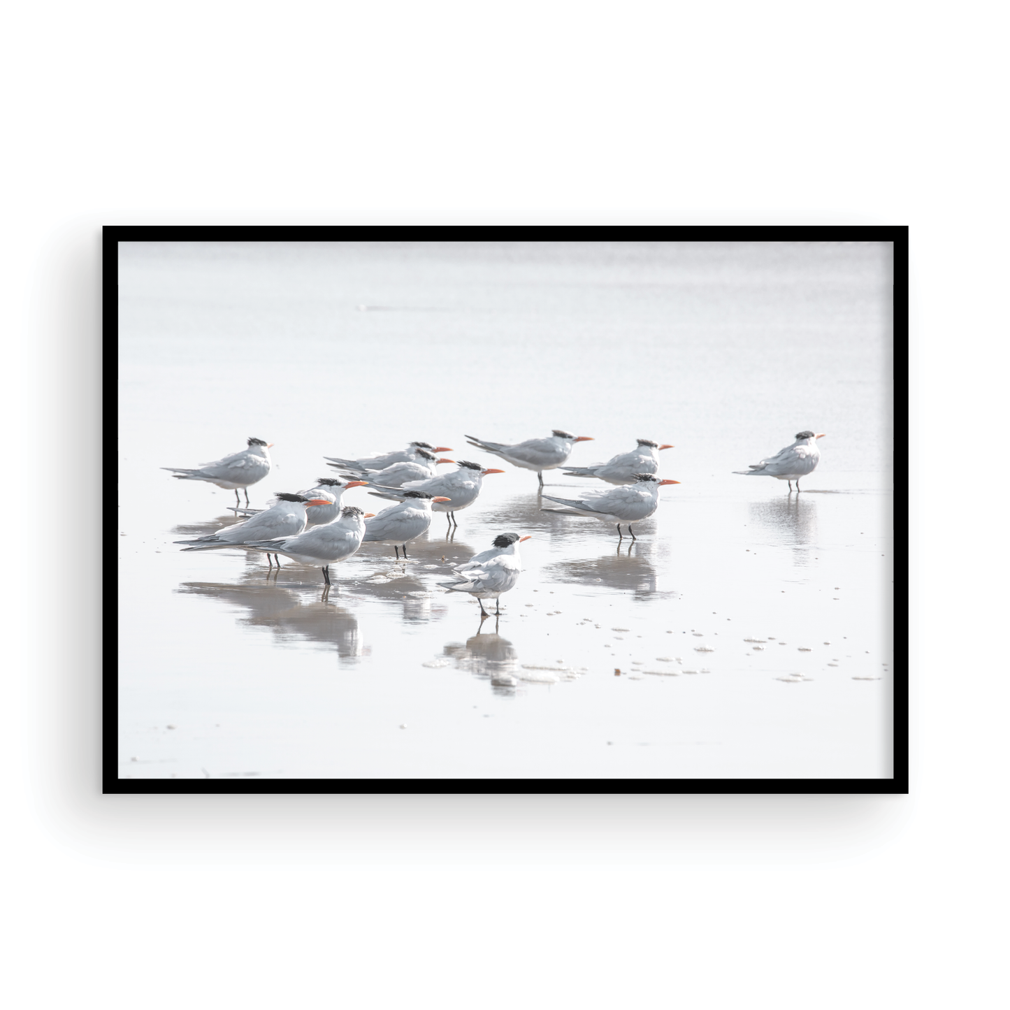Shore Birds 5263