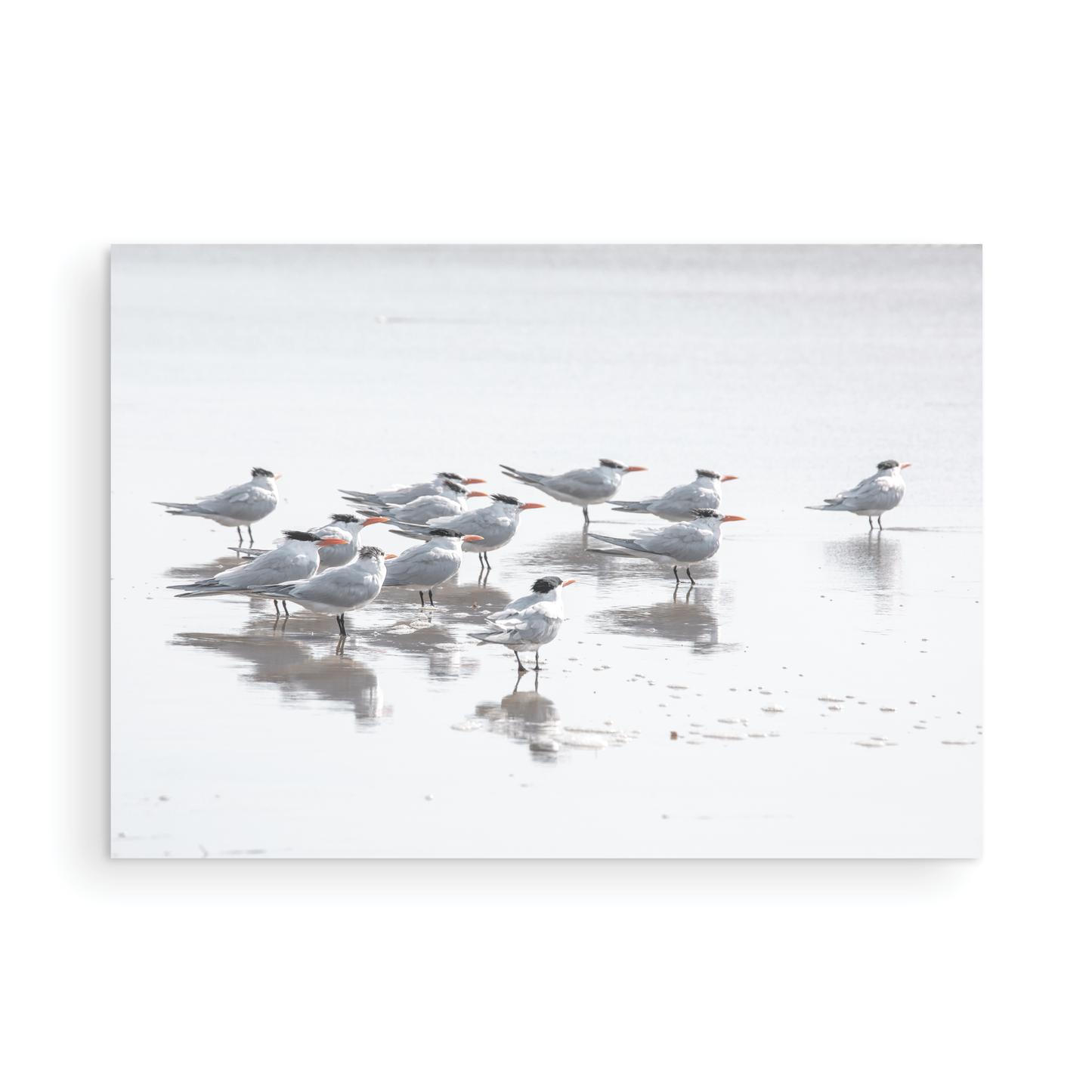 Shore Birds 5263