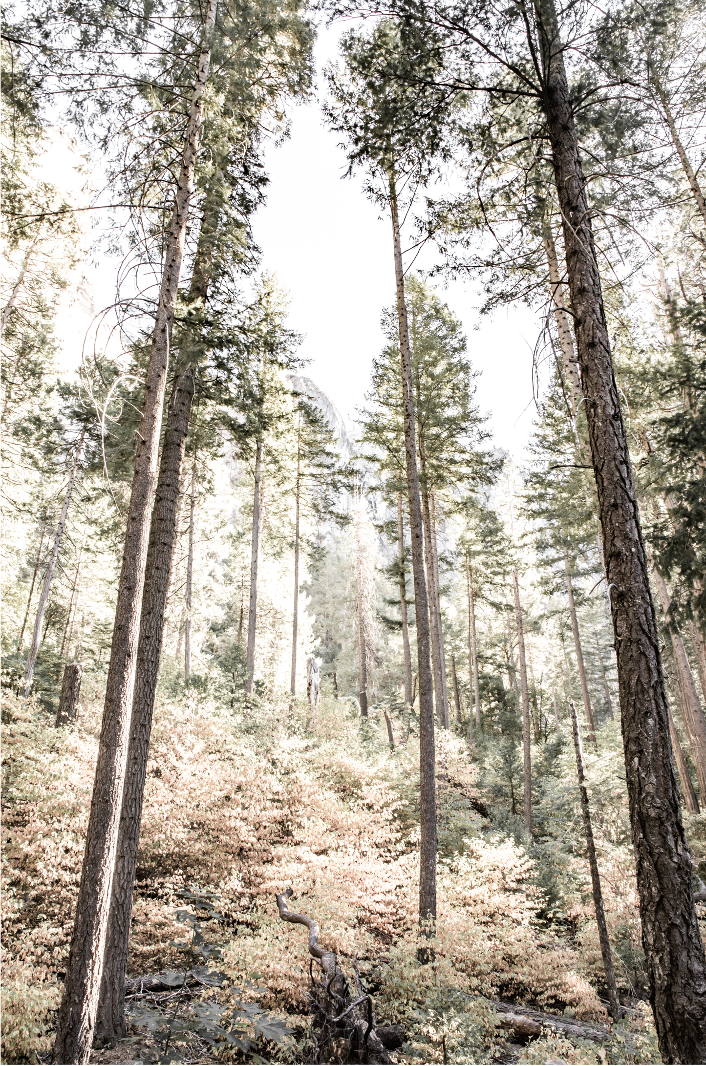Fine art Yosemite Valley forest vertical landscape print by Southern California photographer Kim Dybczak of Salt Creek Prints, featuring tall trees.