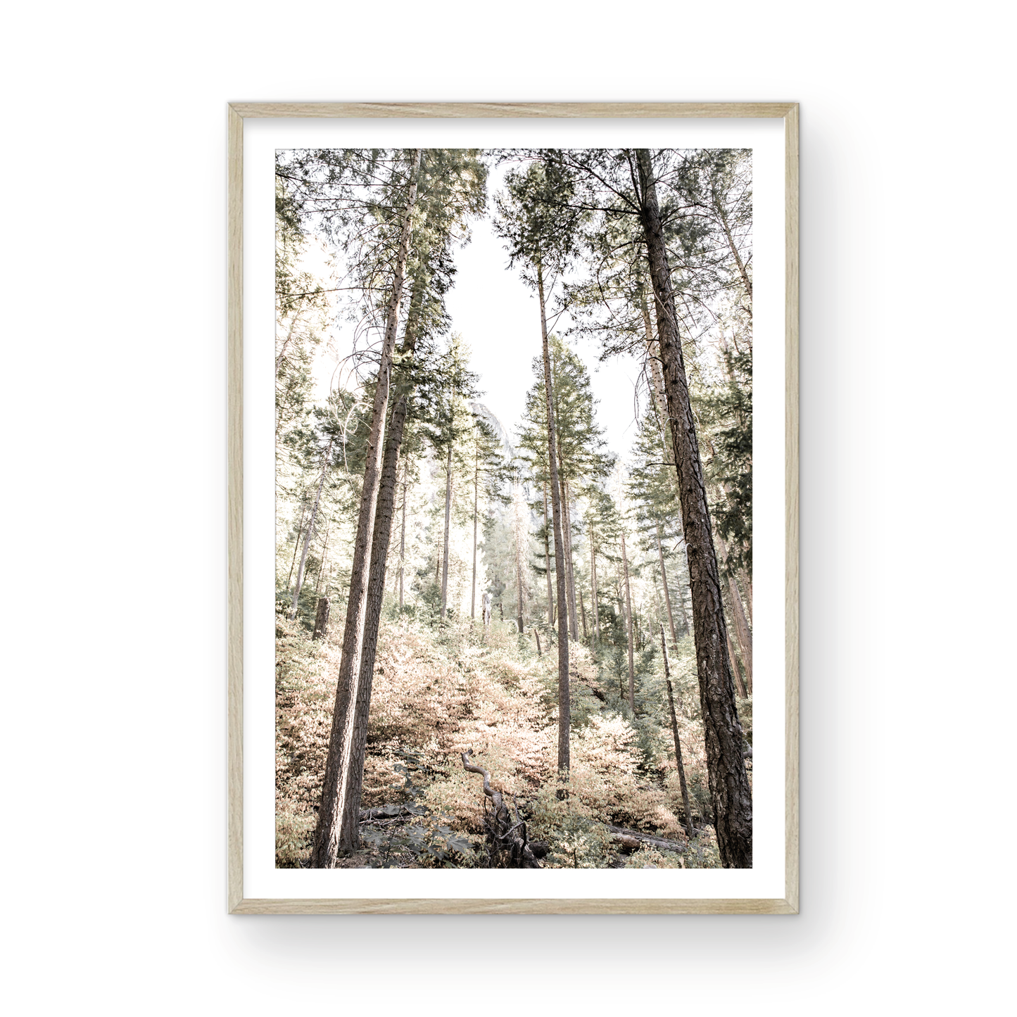 Fine art Yosemite Valley forest vertical landscape print by Southern California photographer Kim Dybczak of Salt Creek Prints, featuring tall trees. Photograph in minimalist mock up