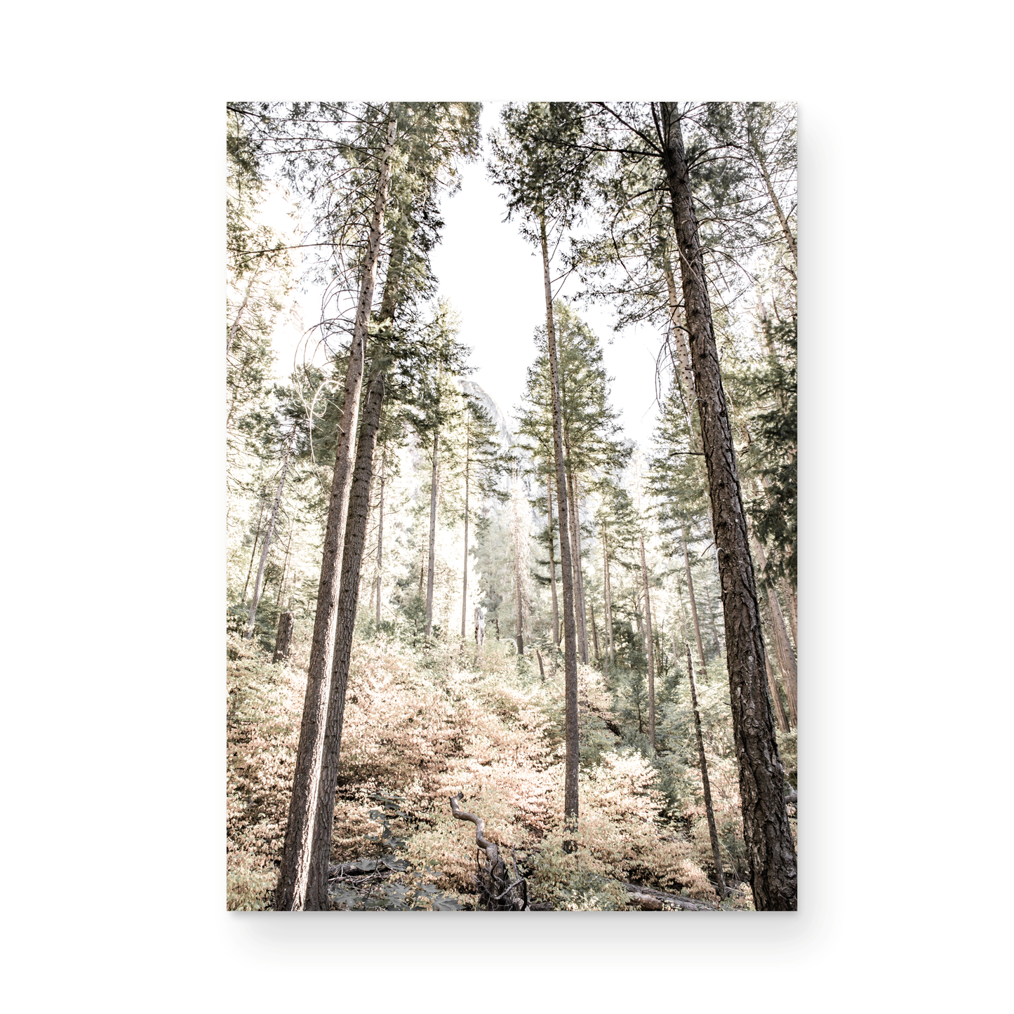 Fine art Yosemite Valley forest vertical landscape print by Southern California photographer Kim Dybczak of Salt Creek Prints, featuring tall trees.