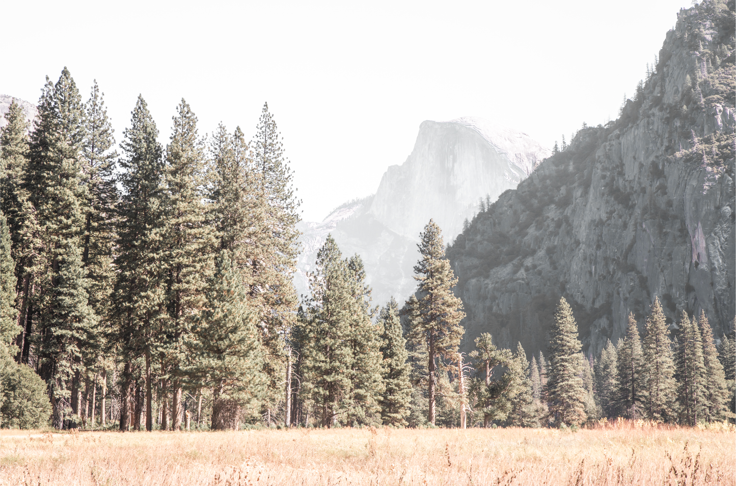 Fine art Yosemite Valley horizontal landscape print by Southern California photographer Kim Dybczak of Salt Creek Prints, featuring a golden field and granite cliffs with with a valley in the mountains distance.