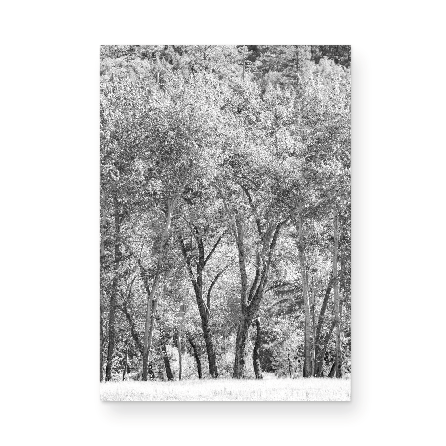 Fine art Yosemite Valley forest vertical  landscape black and white print by Southern California photographer Kim Dybczak of Salt Creek Prints, featuring tall trees. Photograph in minimalist mock up