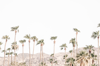 Landscape coastal photography showing a wide expanse of palm trees in Palm Springs with hazy mountains in the background. A minimalist palm tree print. 