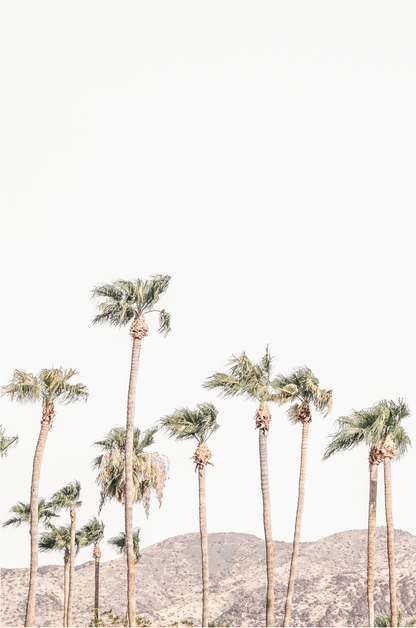 Landscape coastal photography showing a vertical expanse of palm trees in Palm Springs with hazy mountains in the background. A minimalist palm tree print. 