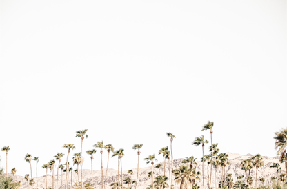 Landscape coastal photography showing a wide expanse of palm trees in Palm Springs with hazy mountains in the background. A minimalist palm tree print. 