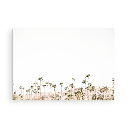 Landscape coastal photography showing a wide expanse of palm trees in Palm Springs with hazy mountains in the background. A minimalist palm tree print. Photograph in minimalist mock up.