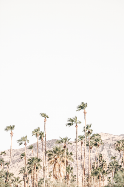 Vertical coastal photography showing a wide expanse of palm trees in Palm Springs with hazy mountains in the background. A minimalist palm tree print. 