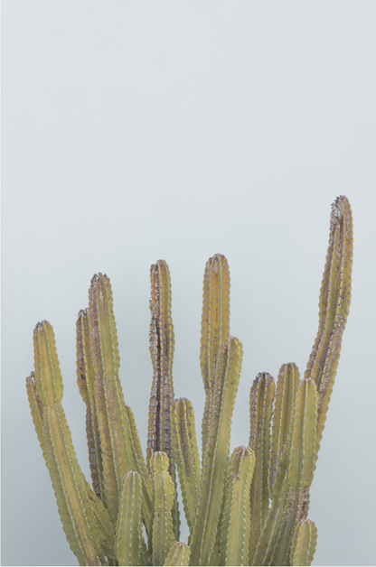 Vertical minimalist art print of a striking green cactus against a plain pale blue sky background, offering a unique element for tropical decor or minimalist art.