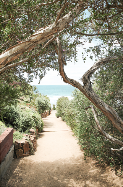 A serene landscape coastal photography print showing a path leading down to the ocean, framed by lush coastal foliage and winding branches. This vertical coastal photography piece captures the beauty of the Seaside Beach, on the California coast, perfect for a beach house decor. 
