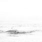 WindanSea 3066 B&W