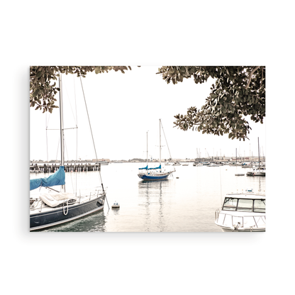Landscape coastal photography of sailboats in San Diego Bay, framed by tree branches. This calm nautical print offers a coastal theme wall art. Photograph in minimalist mock up.