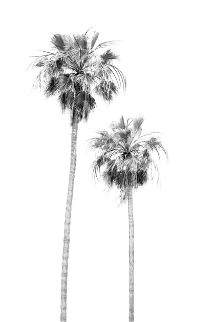 Minimalist palm tree print in black and white, showcasing two tall palm trees against a bright background. This vertical wall art is a coastal palm tree print. 