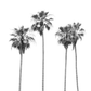 Palms 4853